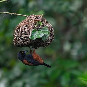 Chestnut-and-Black Weaver