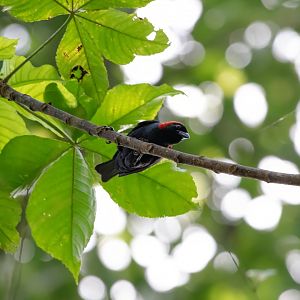 Red-headed Malimbe