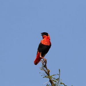 Northern Red Bishop