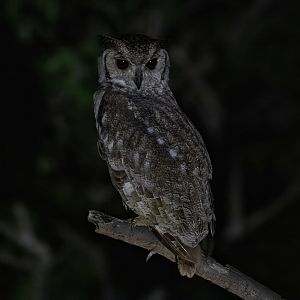 Greyish Eagle Owl