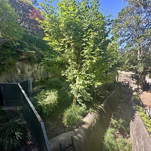 Nepalese Red Panda Exhibit