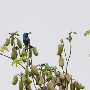 Green-headed Sunbird