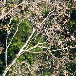 Western Longtail Hornbill & African Pied Hornbill