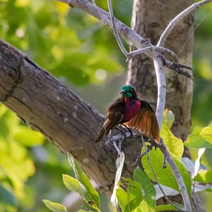 Scarlet Chested Sunbird