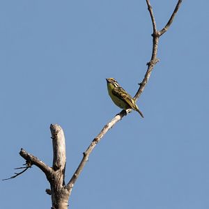 Yellow-fronted Tinkerbird