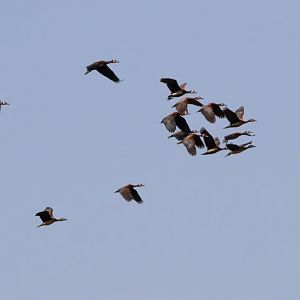 White-faced Whistling Duck