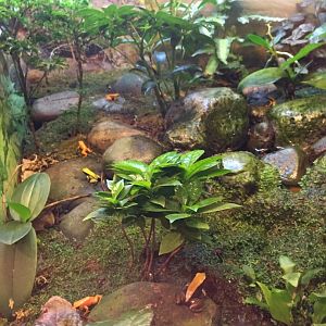 12/28/2016 - Mantella Enclosure?