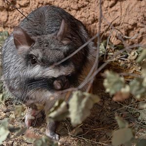 Plains viscacha (Lagostomus maximus)