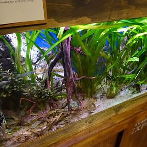 Tropikariet - Freaks of Nature - Tank for see-through fish