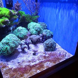 Tropikariet - Freaks of Nature - Garden eel tank