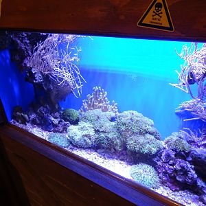 Tropikariet - Freaks of Nature - Stonefish tank