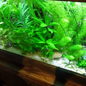 Tropikariet - Freaks of Nature - Suriname toad tank