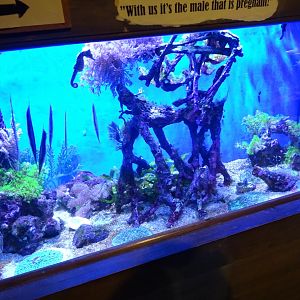 Tropikariet - Freaks of Nature - Seahorse/razorfish tank