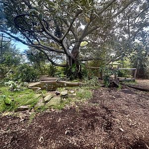 Tiger Trek - Figtree Exhibit