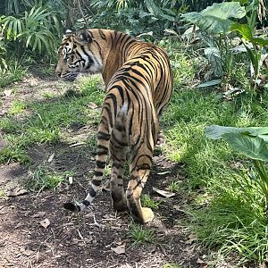 Sumatran tiger (Panthera tigris sumatrae)