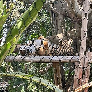 Sumatran tiger (Panthera tigris sumatrae)