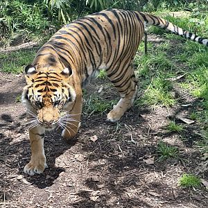 Sumatran tiger (Panthera tigris sumatrae)