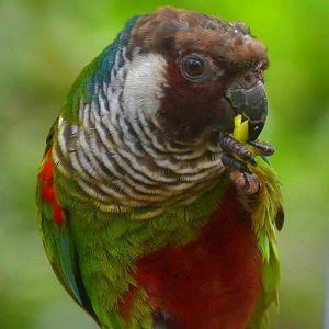 Grey-breasted Parakeet (Pyrrhura griseipectus)