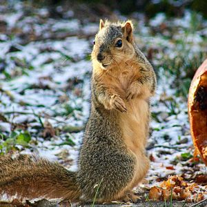 Nov. 2024 - Fox Squirrel