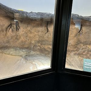 Former Crocodilian Exhibits