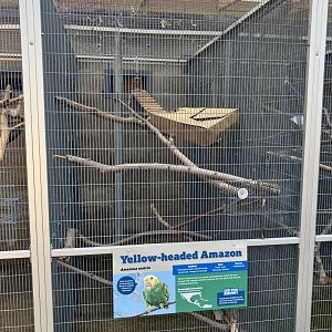 Americas - Yellow-Headed Amazon Exhibit