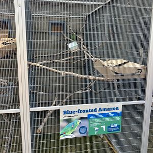 Americas - Blue-Headed Amazon Exhibit