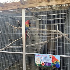 Americas - Scarlet Macaw Exhibit