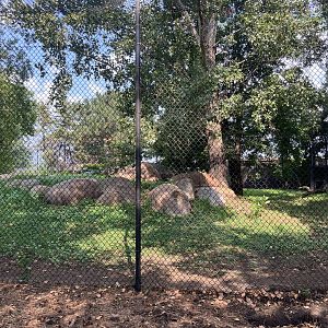 Asian Cats - Amur Tiger Exhibit