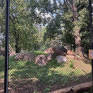 Asian Cats - Amur Tiger Exhibit
