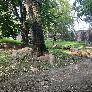 Asian Cats - Amur Tiger Exhibit
