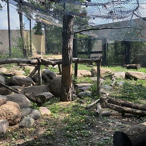 Asian Cats - Snow Leopard/Generic Leopard Exhibit