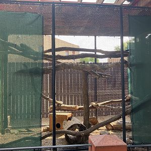 Asian Cats - Pallas Cat Exhibit