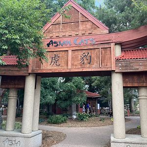 Asian Cats - Entrance