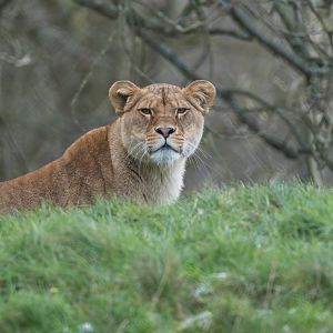 African Lion (f), ZSL Whipsnade, UK