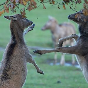 Pere David's Deer, ZSL Whipsnade, UK