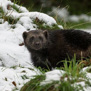 Female wolverine, ZSL Whipsnade, UK
