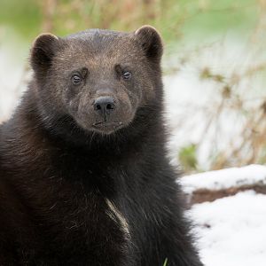 Male wolverine, ZSL Whipsnade, UK