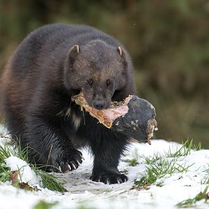 Male wolverine, ZSL Whipsnade, UK