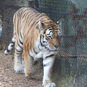 Amur tiger