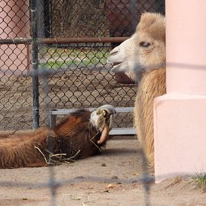 Bactrian camels