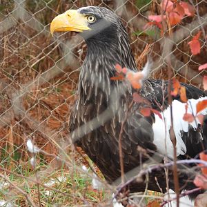 Steller's sea eagle