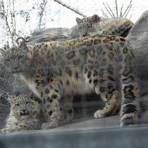 Snow leopards