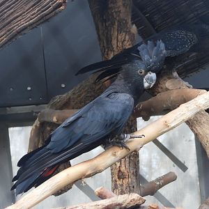 Red-tailed black cockatoos