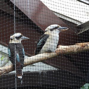Laughing kookaburras