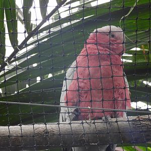 Galah
