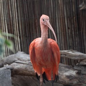 Scarlet ibis