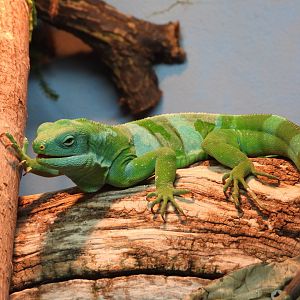 Lau banded iguana