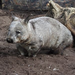 Southern hairy-nosed wombat