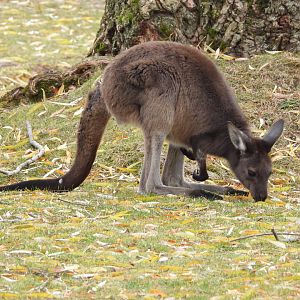 Western grey kangaroo