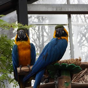 Blue-and-yellow macaws